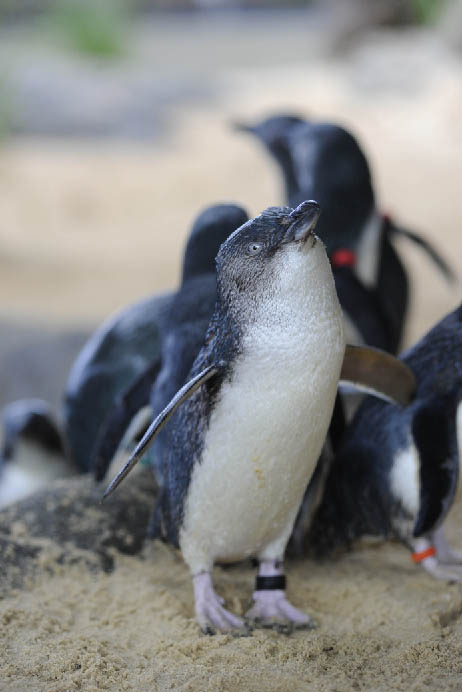 Experience animal conservation in action at Manly SEA LIFE Sanctuary and meet Little Penguins, sharks, sea turtles, rays and much more!